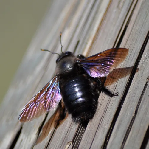 Impressionnante Abeille charpentière – Xylocopa violacea à Giromagny