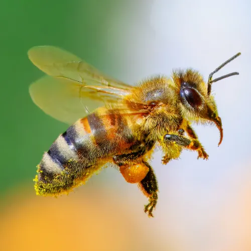 Apis mellifera Abeille domestique à Grosmagny, Giromagny et Rougegoutte – protection et déplacement par SOSGAF