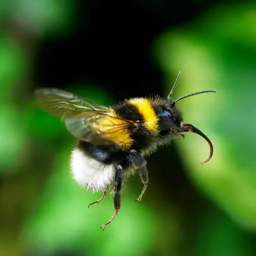 Bombus Bourdon à Lepuix, Vescemont et Auxelles-Haut – espèce protégée, conseils SOSGAF