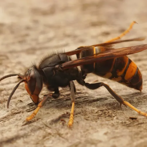 Vespa velutina nigrithorax Frelon asiatique à Giromagny, Belfort et Valdoie – destruction de nid rapide par SOSGAF