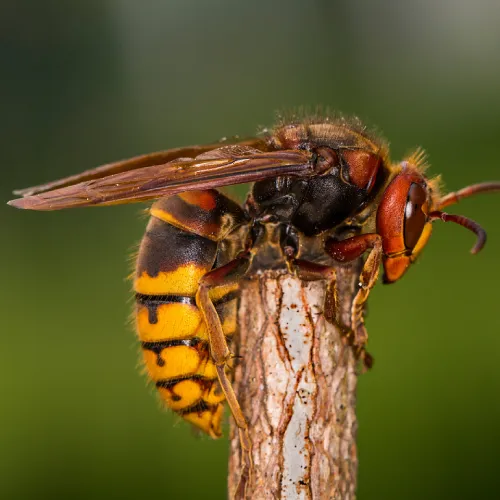 Vespa crabro Frelon européen à Grosmagny, Anjoutey et Étueffont – intervention sécurisée SOSGAF