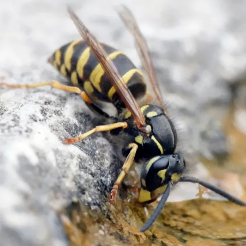 Vespula vulgaris Guêpe commune à Sermamagny, Éloie et Offemont – destruction de nid SOSGAF