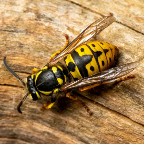 Vespula germanica Guêpe germanique à Valdoie, Belfort et Cravanche – traitement et enlèvement SOSGAF