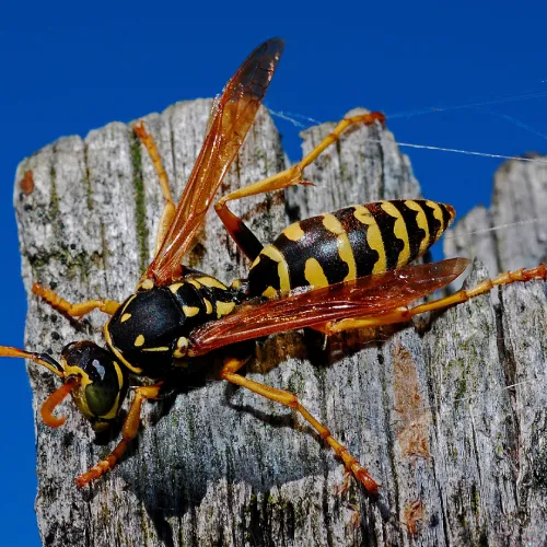 Polistes dominula Guêpe poliste à Auxelles-Bas, Lepuix et Giromagny – nid sous toiture, intervention SOSGAF