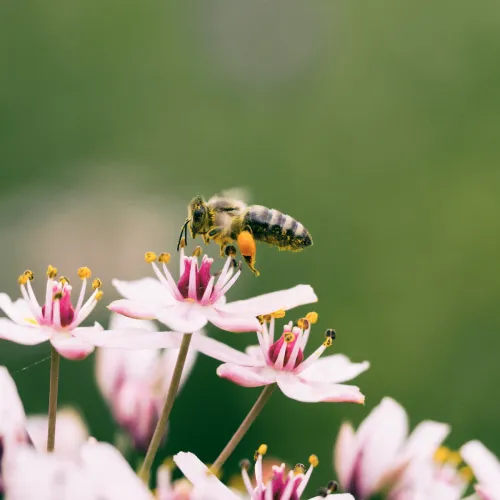 Abeille (Apis Mellifera) en vol à la recherche de pollen près de Belfort - SOSGAF