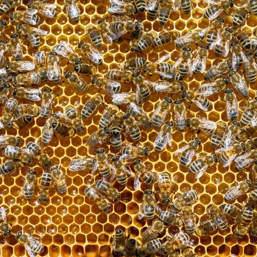 Abeille (Apis Mellifera) sur un cadre de cire dans un rucher du Territoire de Belfort (Grosmagny, Rougegoutte, Valdoie) de SOSGAF