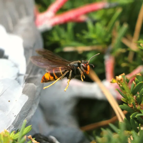 Frelon asiatique (vespa velutina nigrithorax) en vol près d’un piège dans un jardin à Belfort, Territoire de Belfort, service SOSGAF de détection et lutte contre les frelons asiatiques.