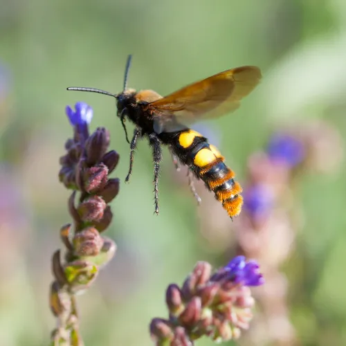 Scolie géante (Megascolia maculata) observée dans le Territoire de Belfort, gros insecte noir à taches jaunes présent au sol, identification et intervention possible par SOSGAF