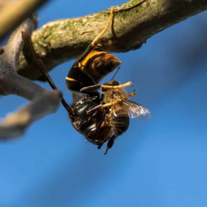 Frelon dévorant une abeille pour les protéines dans le Territoire de Belfort
